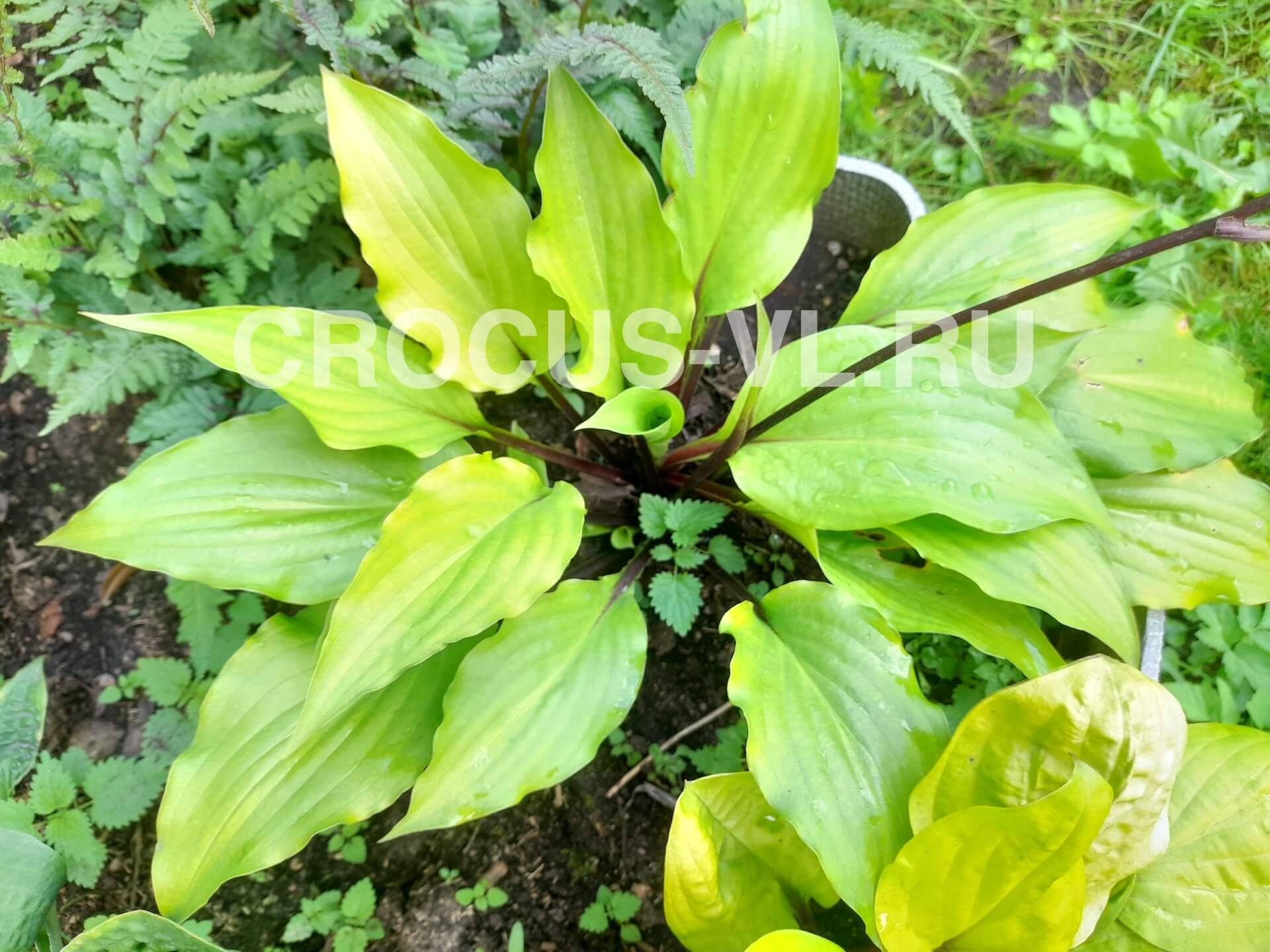 Хоста гибридная «Chris China Star»